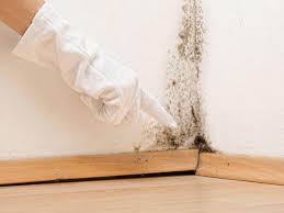 Best Mold Odor Removal Services  in Foley, AL